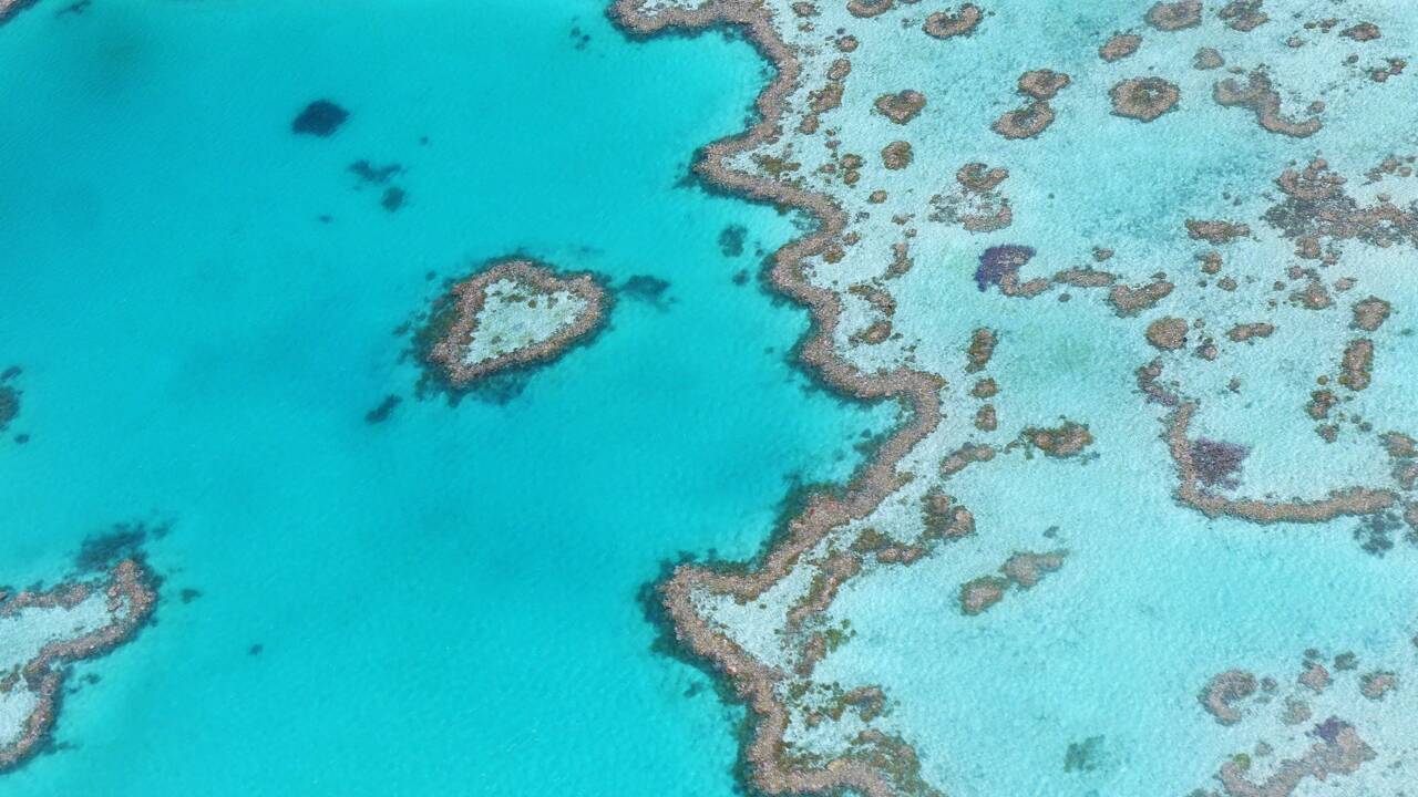 Australie : des températures records font peser un nouveau risque sur la Grande Barrière de corail