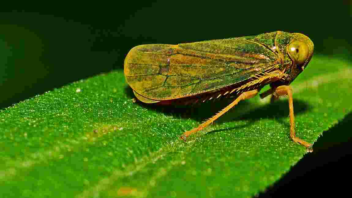 Un nouvel insecte extrêmement rare découvert en Ouganda - Geo.fr