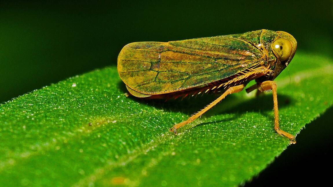 Un nouvel insecte extrêmement rare découvert en Ouganda 