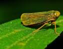 Un nouvel insecte extrêmement rare découvert en Ouganda 