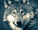 Norvège : la décision d'abattre des loups suspendue par un tribunal