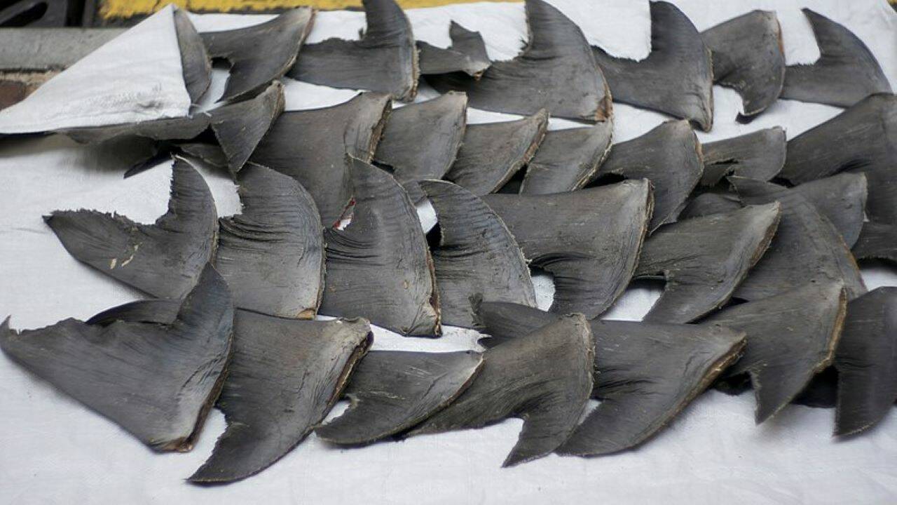 Le commerce d'ailerons de requins, une pratique légale qui rapporte gros