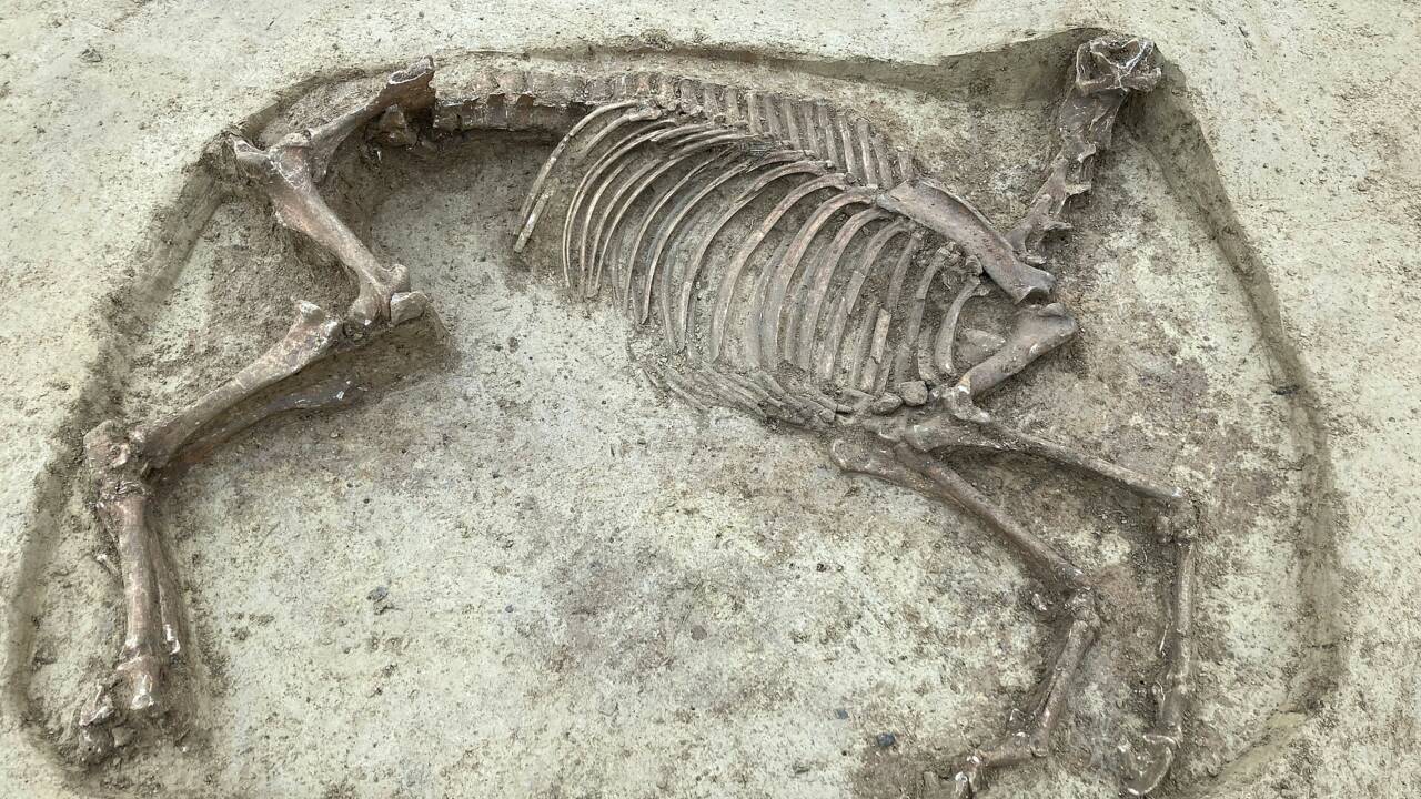 Les restes d'un homme et d'un cheval décapité mis au jour dans un cimetière en Allemagne