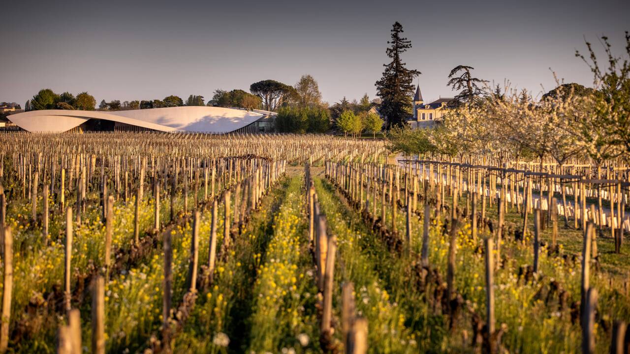 Viticulture : l’agroécologie par Château Cheval Blanc, un exemple à suivre