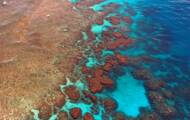 Clima: Según un estudio, los corales ciertamente están destinados