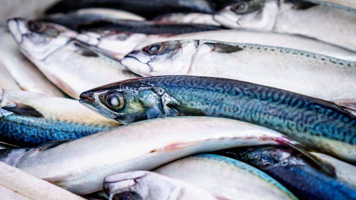 Des milliers de poissons morts rejetés dans le golfe de Gascogne