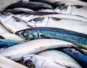 Des milliers de poissons morts rejetés dans le golfe de Gascogne