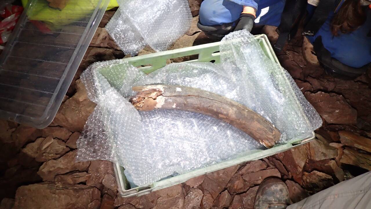 Des restes de mammouth, de rhinocéros et de loup exhumés lors de travaux en Angleterre