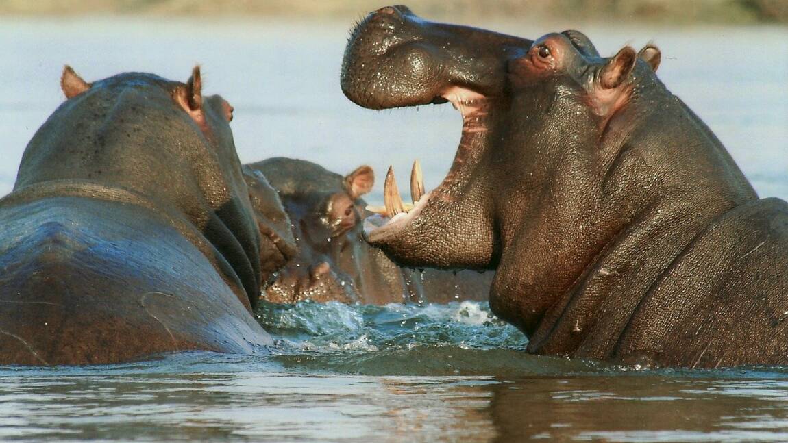 Pourquoi les hippopotames pourraient être ajoutés à la liste des animaux les plus menacés