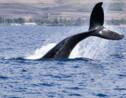 Islande : vers la fin de la chasse à la baleine en 2024