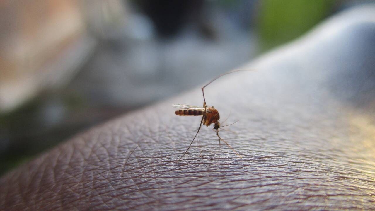 Des scientifiques découvrent de nouveaux secrets sur "les peaux à moustique"