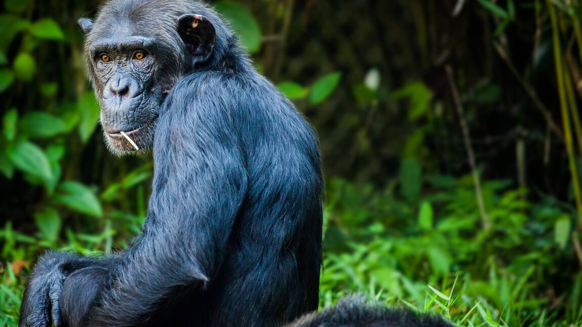 L'étrange habitude de chimpanzés du Gabon pour soigner leurs blessures