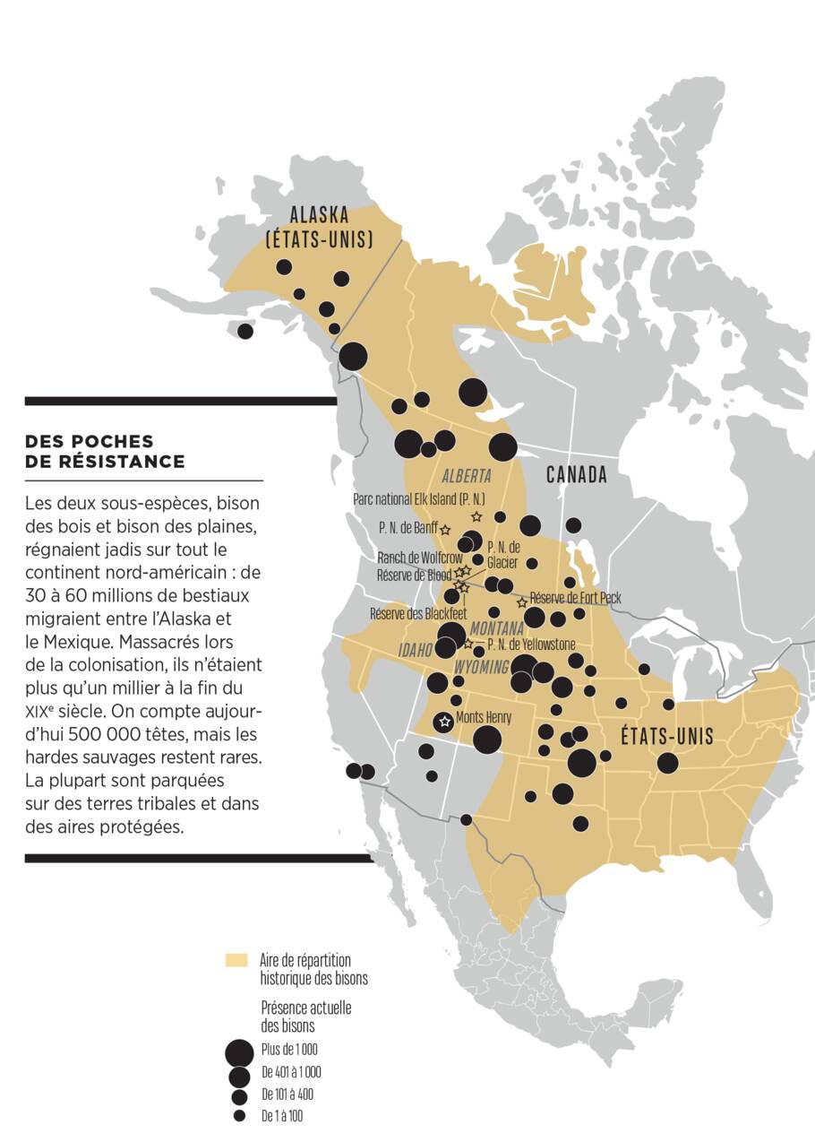 Amérique du Nord : le grand retour des bisons a commencé