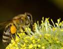 Quelles différences y a-t-il entre une abeille domestique et une abeille sauvage ?