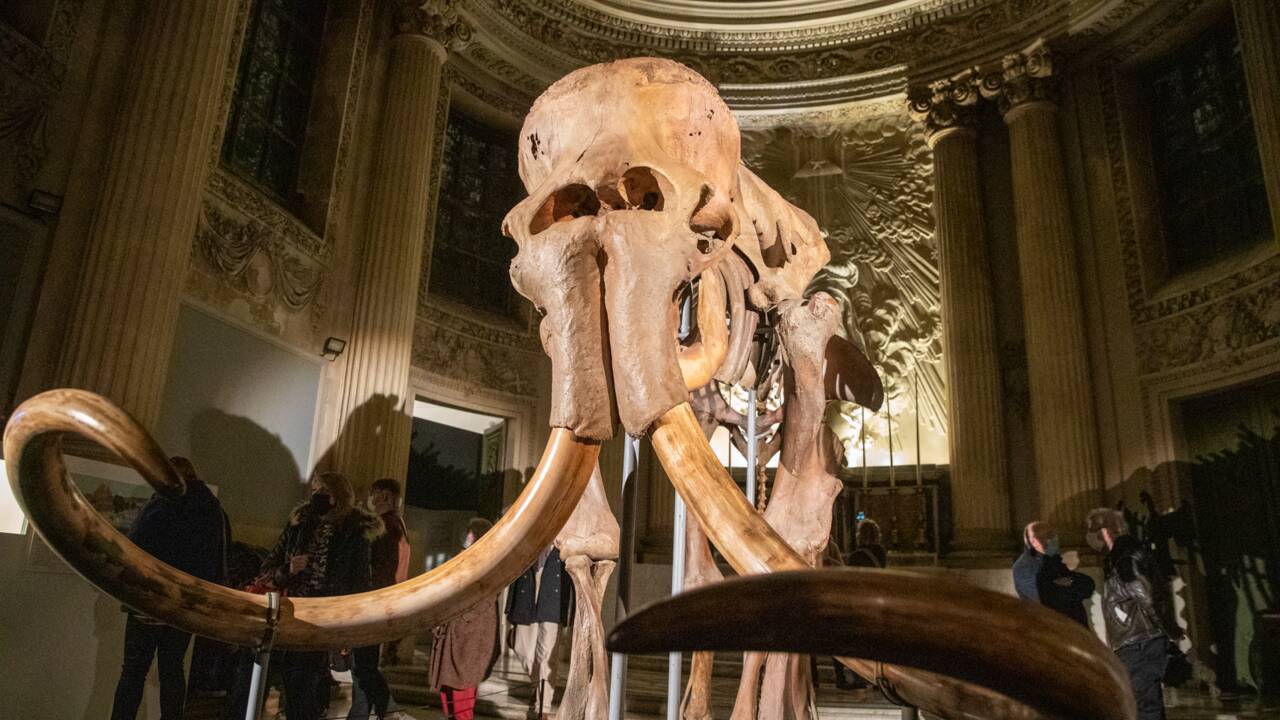 Les mammouths s'exposent à Chartres pour une fascinante plongée au temps de la préhistoire