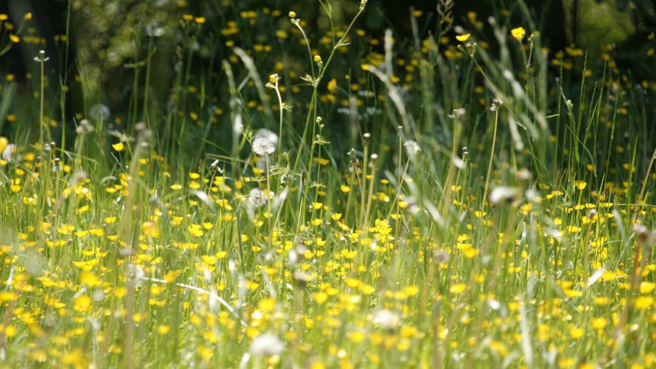 Quelles sont les plantes les plus allergènes et pourquoi ?