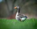 Une petite commune de l’Oise crée un passage piéton pour canards 