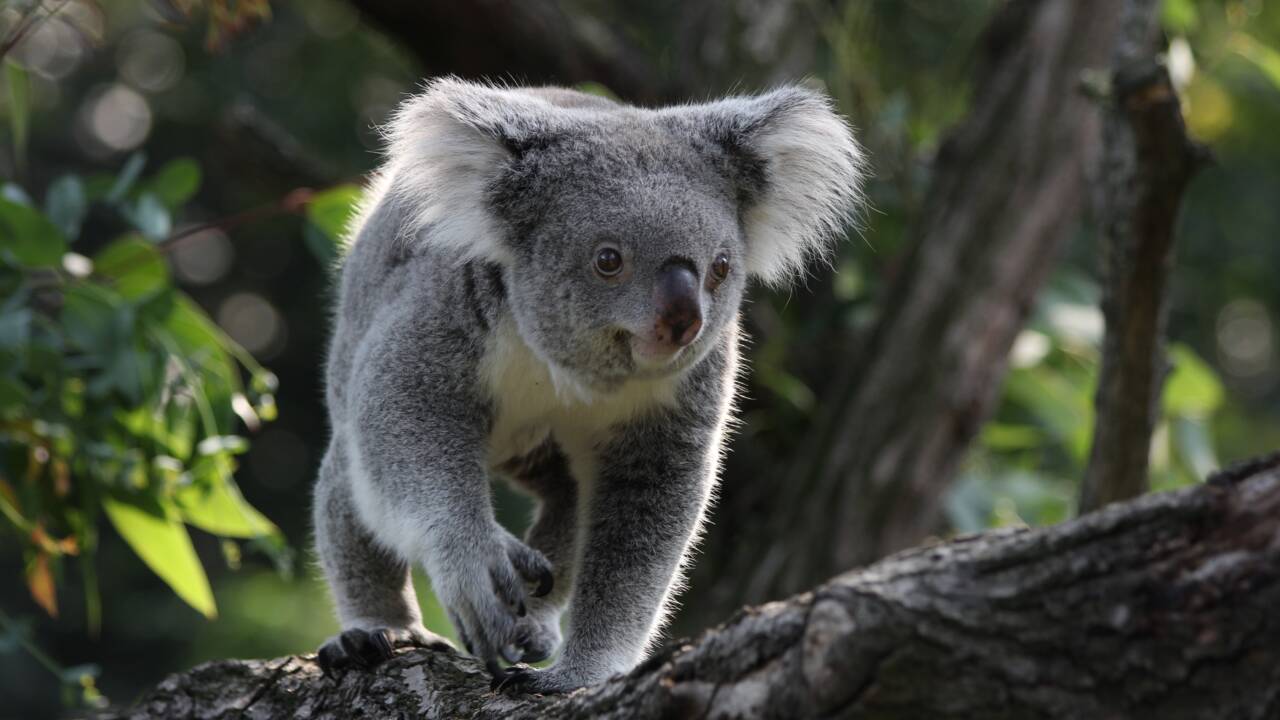 Les koalas sont officiellement considérés "en danger" par l'Australie