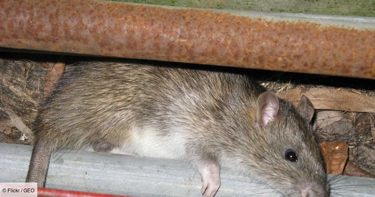 Covid-19: a new variant could come from New York rats