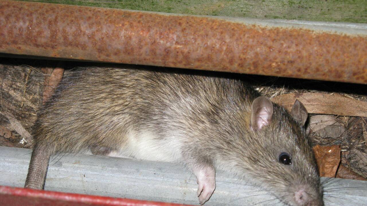 Covid-19 : un nouveau variant pourrait provenir des rats de New York