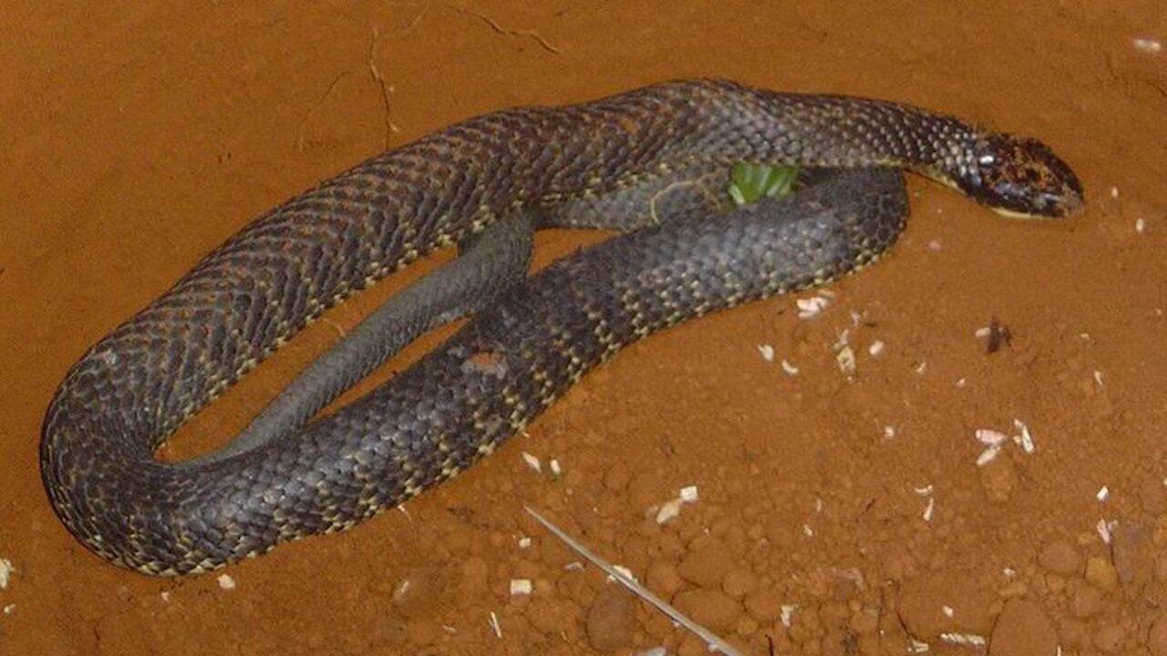 Une étude révèle les origines surprenantes de deux des serpents les plus mortels d'Australie