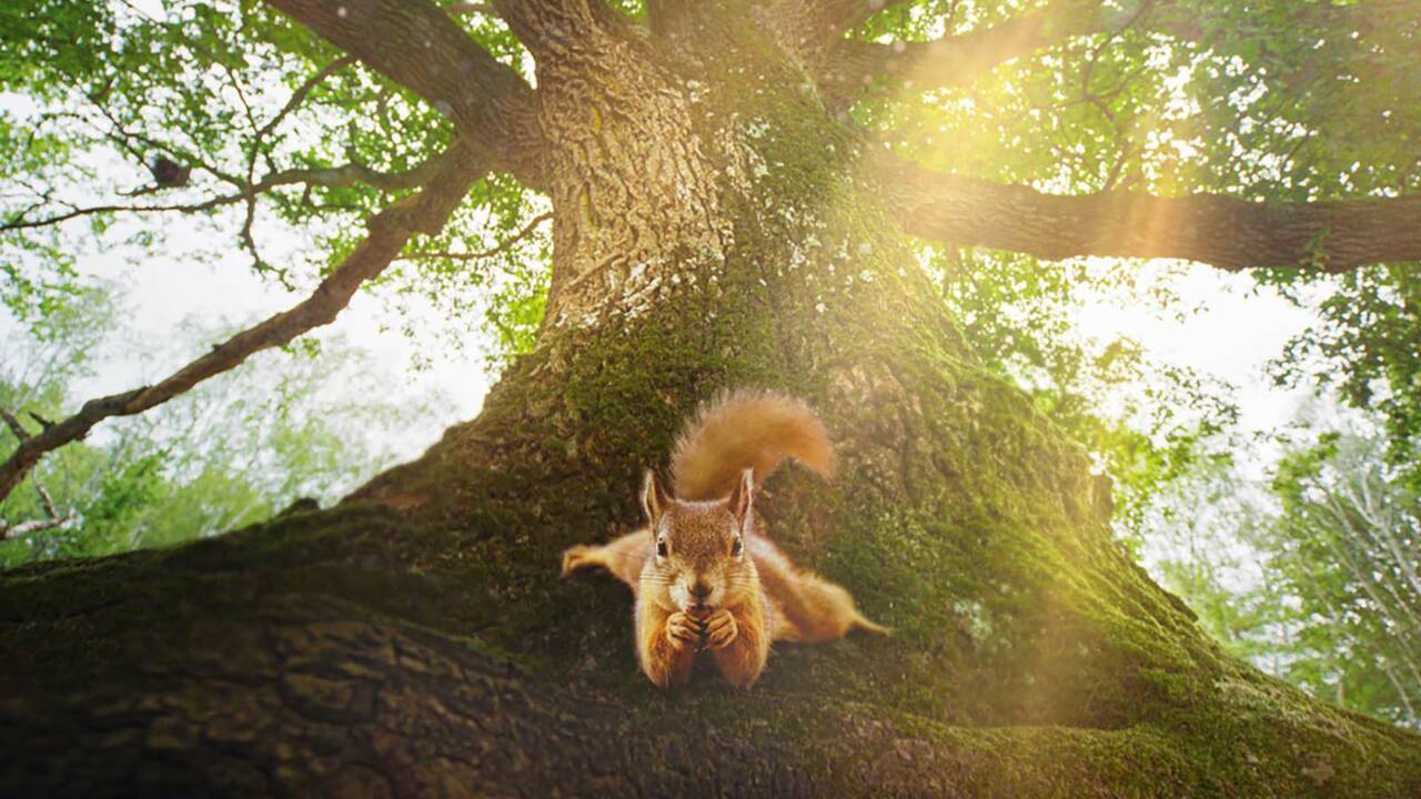 "Le Chêne", une aventure poétique dans l'intimité du roi des arbres et de ses habitants 