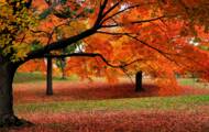 Trunks, roots, dead leaves ... The incredible secrets of the trees