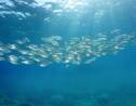 Glubs, la sonothèque sous-marine qui révèle le langage des profondeurs sous-marines