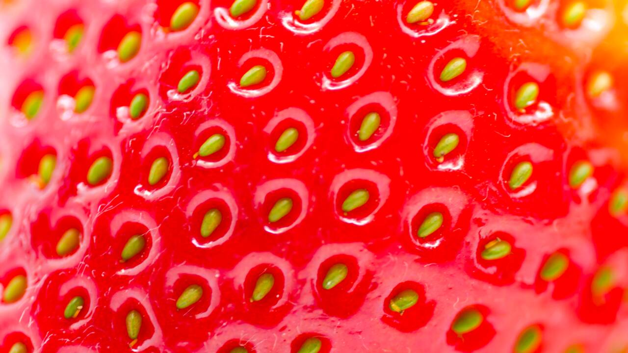 Cette fraise israélienne est la plus lourde du monde selon le Guinness des records