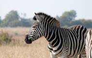 How can your vacation photos of zebras, whales and other animals help conservation?