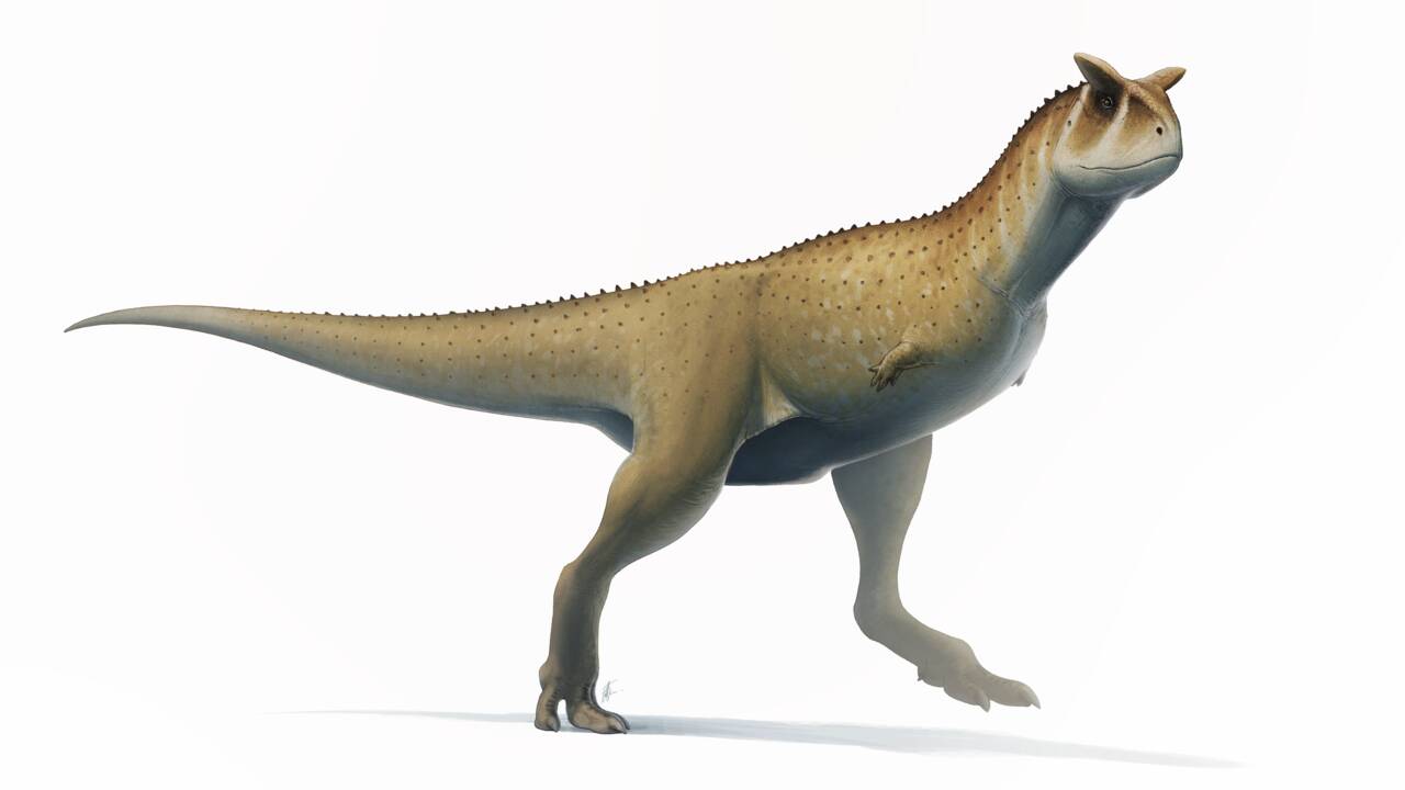 Un dinosaure carnivore de 70 millions d'années avec des bras minuscules exhumé en Argentine