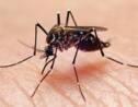 Les moustiques peuvent se souvenir de l’odeur des insecticides et les éviter