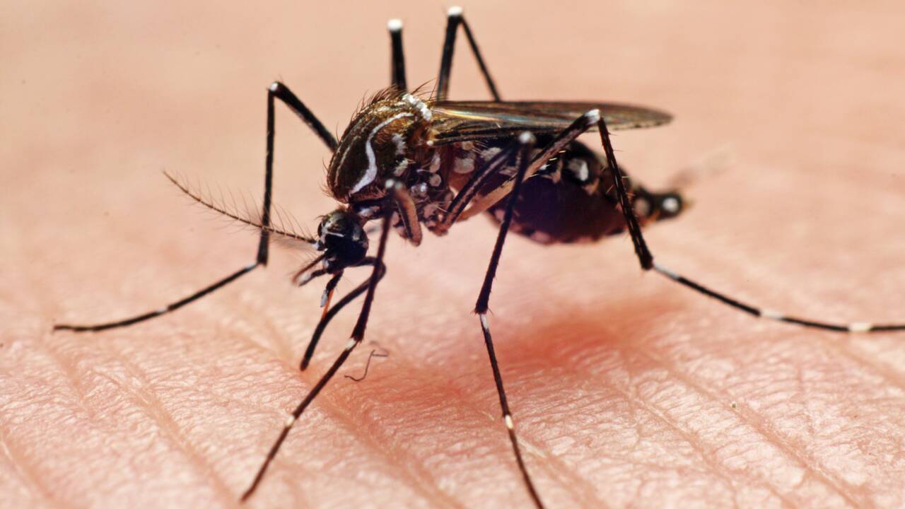 Les moustiques peuvent se souvenir de l’odeur des insecticides et les éviter