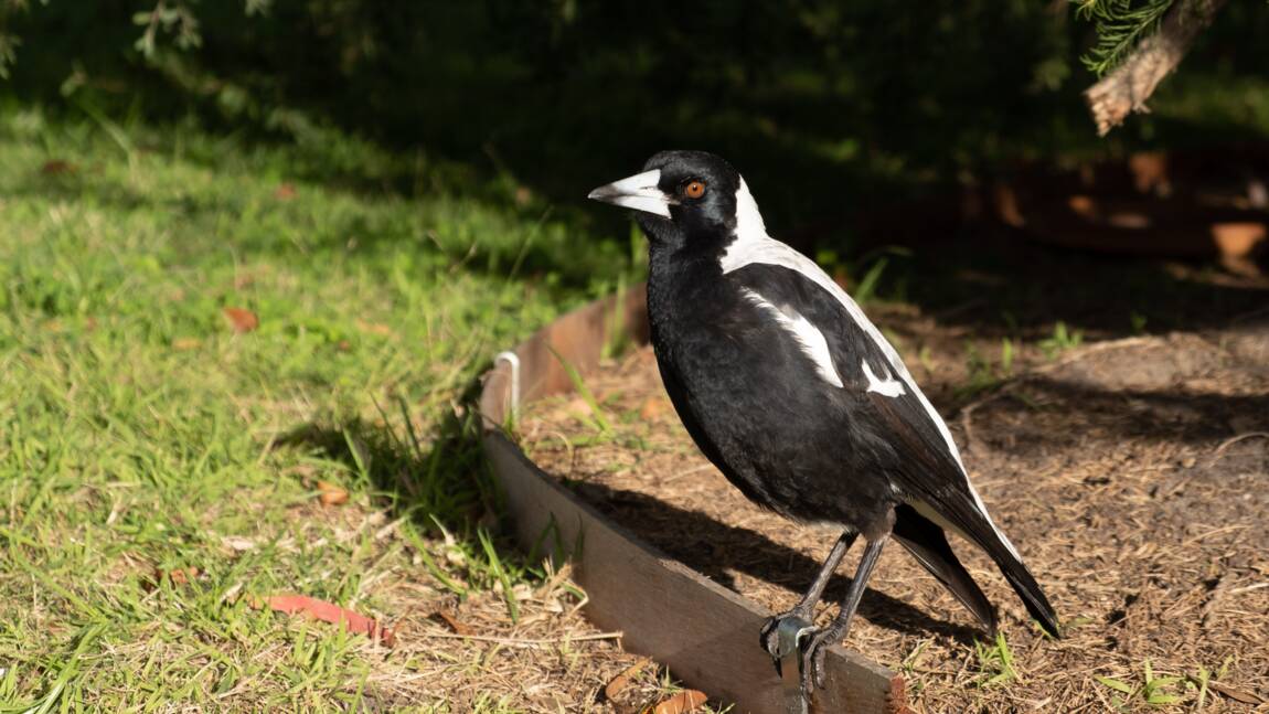 Une étude révèle un comportement d'entraide inattendu chez des oiseaux australiens