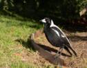Une étude révèle un comportement d'entraide inattendu chez des oiseaux australiens