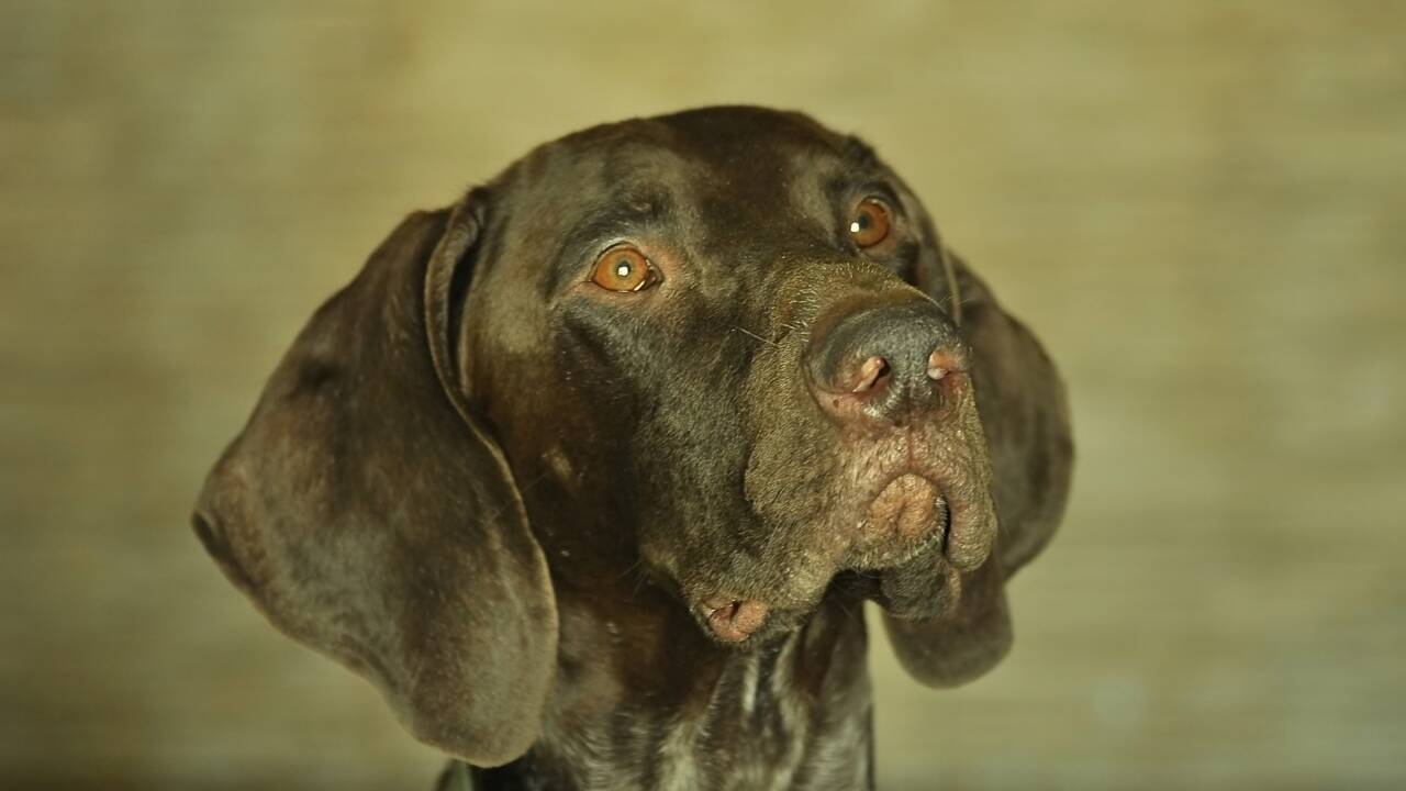 Un chien renifleur primé pour ses exploits en Afghanistan