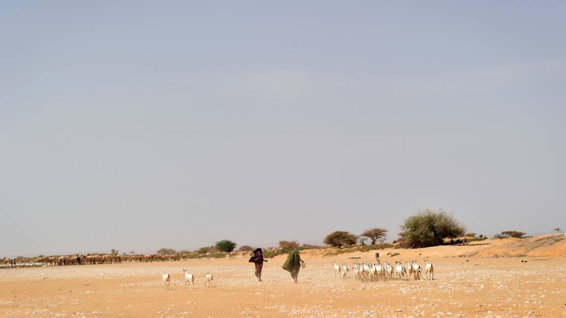 13 millions de personnes menacées par la sécheresse dans la Corne de l'Afrique