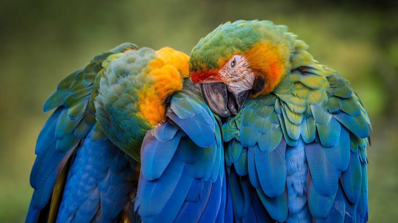 Pourquoi les perroquets parlent et comment font-ils ?