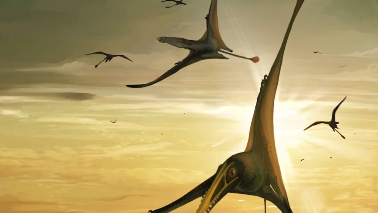 Le fossile du "plus grand ptérosaure du Jurassique" découvert en Ecosse 