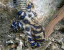 Australie : une baigneuse se filme en tenant une pieuvre mortelle