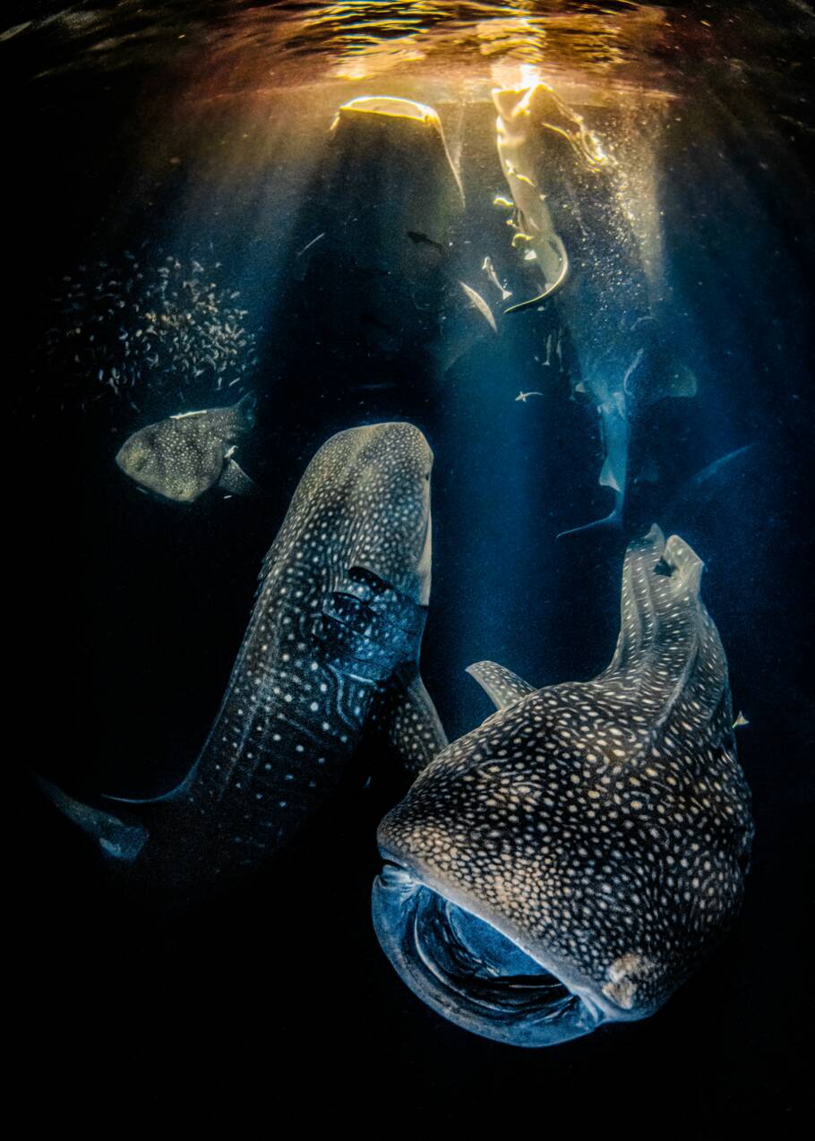 Plongée sous la surface avec les photos gagnantes de l'Underwater Photographer of the Year 2022