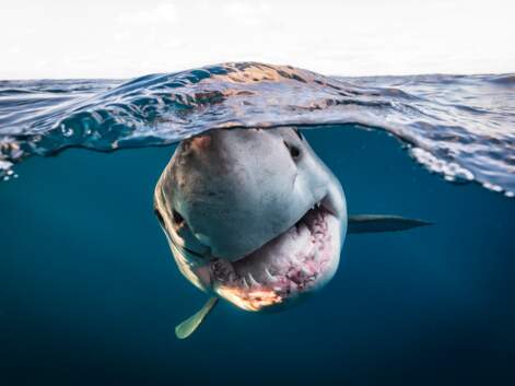 Underwater Photographer of the Year 2022 : le palmarès des photos sous-marines primées cette année