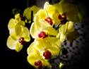 Équateur : des chercheurs découvrent une nouvelle espèce d'orchidée