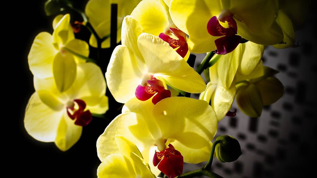 Équateur : des chercheurs découvrent une nouvelle espèce d'orchidée