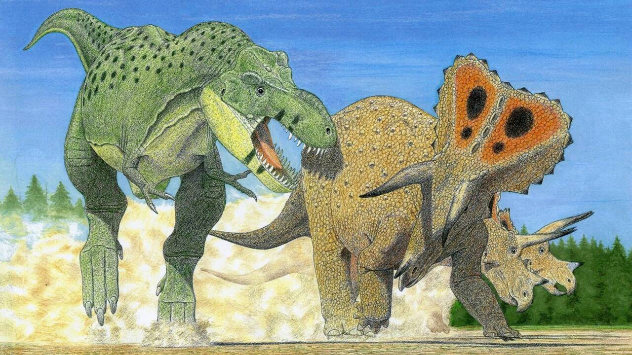 Le roi, la reine et l'empereur : le Tyrannosaurus rex pourrait former trois espèces au lieu d'une 