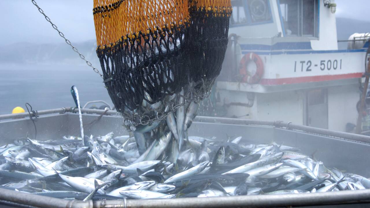 Japon : comment l'Etat veut protéger les stocks de poissons et lutter contre la surpêche