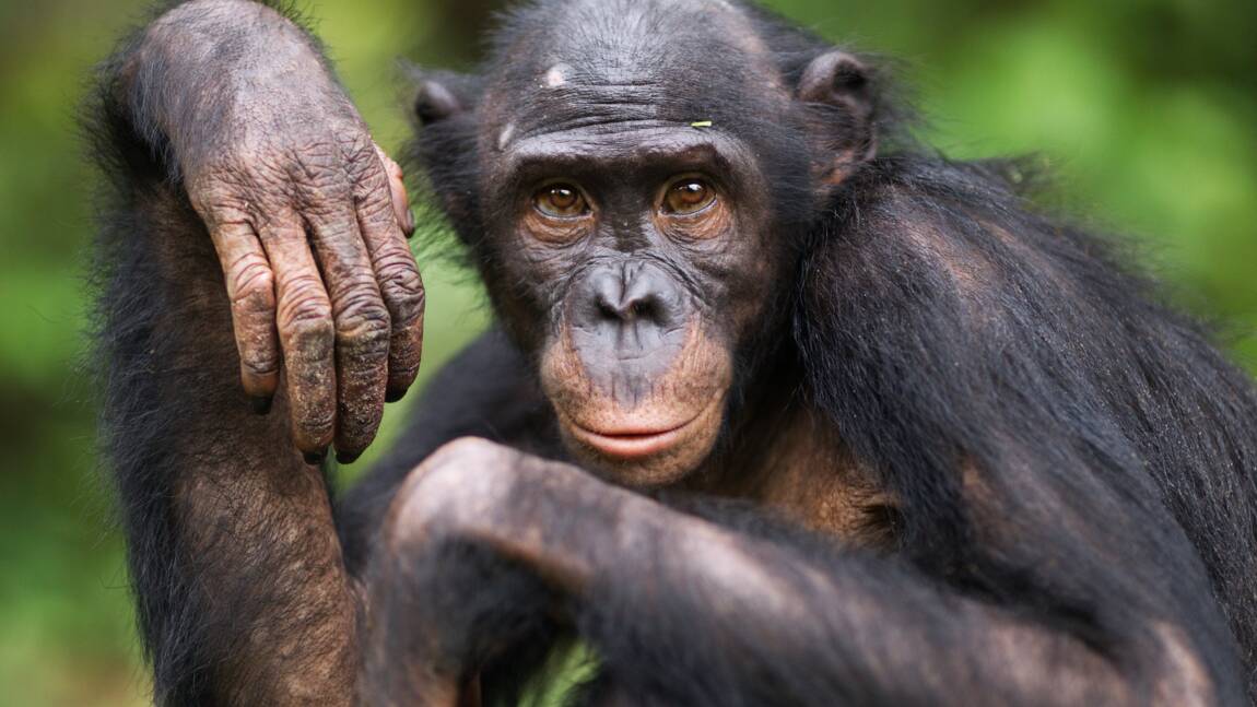 Les chimpanzés seraient capables de juger l’intention des autres