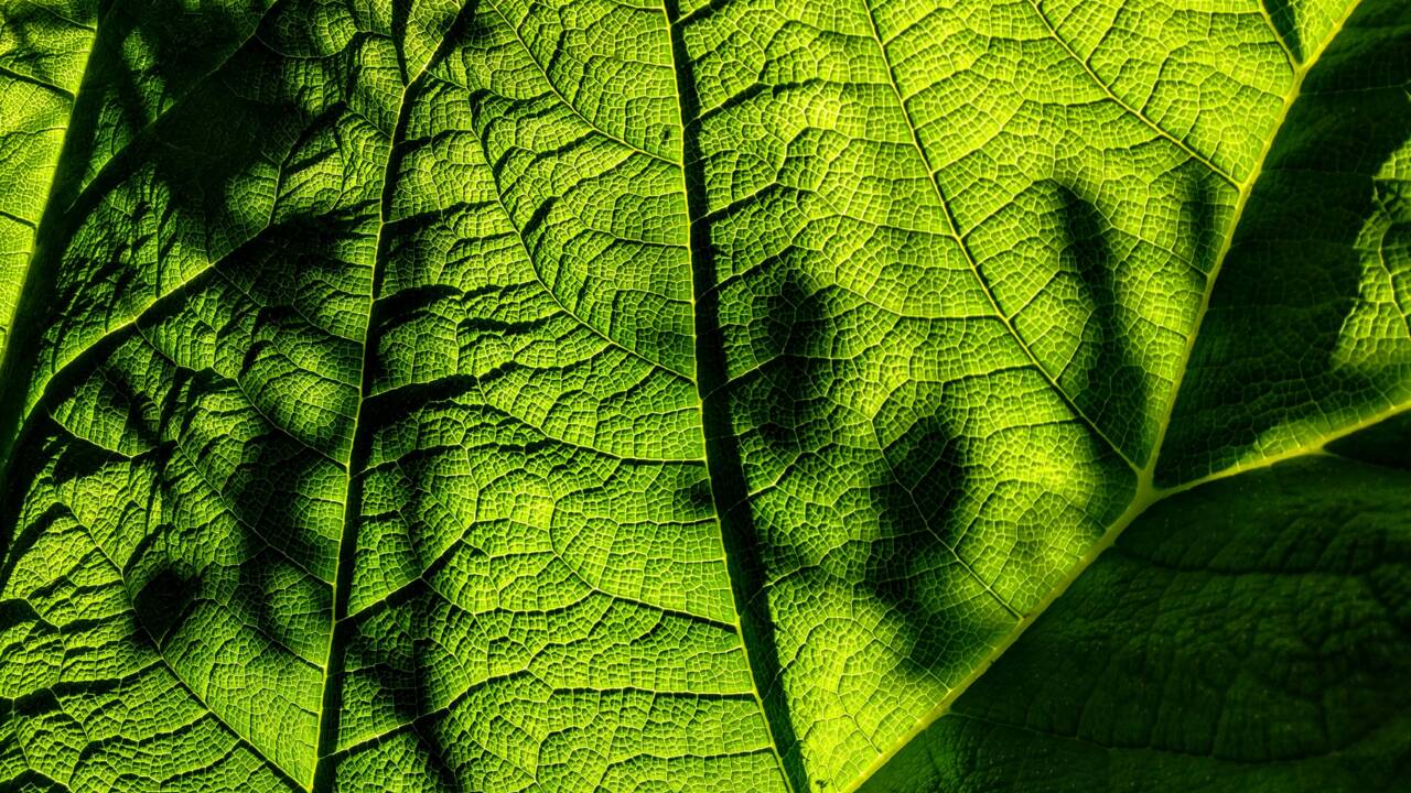 Photosynthèse : comment les plantes vertes produisent-elles de l’oxygène ?