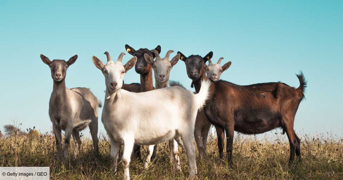 Brebis, mouton et chèvre : comment les différencier ?