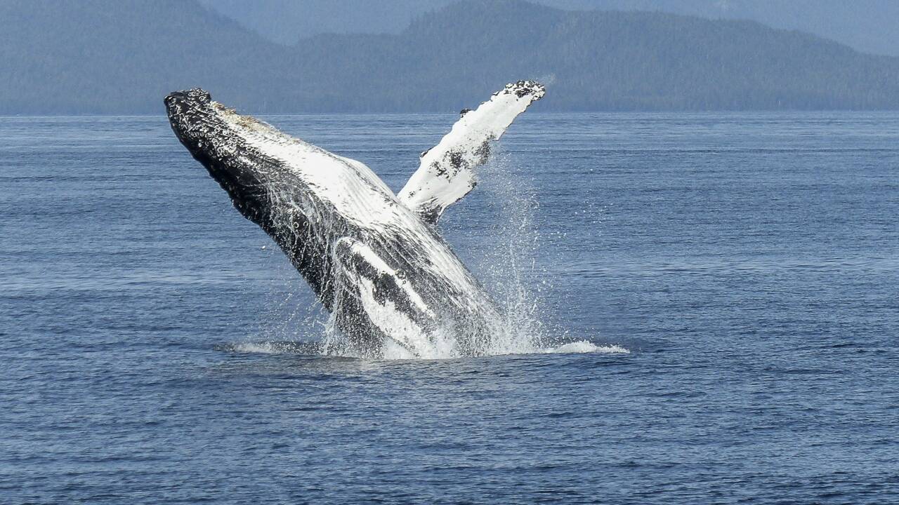 Les baleines à bosse retirées de la liste australienne des espèces menacées